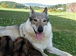 Název souboru=vrh_I_16_dni2CJ_11dni_446.jpg
Velikost souboru=157KB
Rozměry=640x480
Datum přidání=30. Leden 2014 vrh_I_16_dni2CJ_11dni_446.jpg