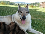 Název souboru=vrh_I_16_dni2CJ_11dni_447.jpg
Velikost souboru=159KB
Rozměry=640x480
Datum přidání=30. Leden 2014 vrh_I_16_dni2CJ_11dni_447.jpg