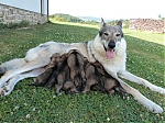 Název souboru=vrh_I_16_dni2CJ_11dni_467.jpg
Velikost souboru=166KB
Rozměry=640x480
Datum přidání=30. Leden 2014 vrh_I_16_dni2CJ_11dni_467.jpg