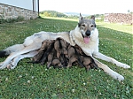 Název souboru=vrh_I_16_dni2CJ_11dni_468.jpg
Velikost souboru=165KB
Rozměry=640x480
Datum přidání=30. Leden 2014 vrh_I_16_dni2CJ_11dni_468.jpg