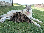 Název souboru=vrh_I_16_dni2CJ_11dni_470.jpg
Velikost souboru=165KB
Rozměry=640x480
Datum přidání=30. Leden 2014 vrh_I_16_dni2CJ_11dni_470.jpg