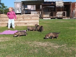 vrhy_15_8_2013_1381.jpg