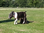 vrhy_15_8_2013_1382.jpg