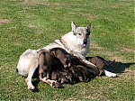 vrhy_15_8_2013_1387.jpg