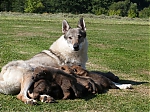 vrhy_15_8_2013_1392.jpg