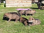 vrhy_15_8_2013_1401.jpg