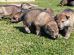 vrhy_15_8_2013_1405.jpg