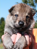 vrhy_15_8_2013_1417.jpg