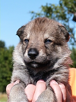 vrhy_15_8_2013_1421.jpg