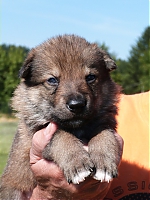 vrhy_15_8_2013_1426.jpg