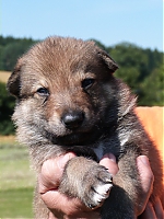 vrhy_15_8_2013_1454.jpg