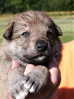 vrhy_15_8_2013_1460.jpg