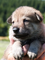 vrhy_15_8_2013_1483.jpg
