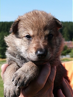 vrhy_15_8_2013_1509.jpg