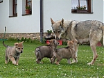 Název souboru=vrhy_i2Cj_22_8_2013_117.jpg
Velikost souboru=150KB
Rozměry=640x480
Datum přidání=17. Září 2013 vrhy_i2Cj_22_8_2013_117.jpg