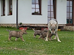 Název souboru=vrhy_i2Cj_22_8_2013_118.jpg
Velikost souboru=156KB
Rozměry=640x480
Datum přidání=17. Září 2013 vrhy_i2Cj_22_8_2013_118.jpg