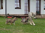 Název souboru=vrhy_i2Cj_22_8_2013_119.jpg
Velikost souboru=154KB
Rozměry=640x480
Datum přidání=17. Září 2013 vrhy_i2Cj_22_8_2013_119.jpg