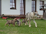 Název souboru=vrhy_i2Cj_22_8_2013_120.jpg
Velikost souboru=157KB
Rozměry=640x480
Datum přidání=17. Září 2013 vrhy_i2Cj_22_8_2013_120.jpg