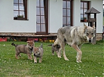 Název souboru=vrhy_i2Cj_22_8_2013_121.jpg
Velikost souboru=156KB
Rozměry=640x480
Datum přidání=17. Září 2013 vrhy_i2Cj_22_8_2013_121.jpg