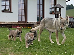 Název souboru=vrhy_i2Cj_22_8_2013_122.jpg
Velikost souboru=157KB
Rozměry=640x480
Datum přidání=17. Září 2013 vrhy_i2Cj_22_8_2013_122.jpg