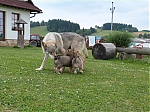 Název souboru=vrhy_i2Cj_22_8_2013_125.jpg
Velikost souboru=168KB
Rozměry=640x480
Datum přidání=17. Září 2013 vrhy_i2Cj_22_8_2013_125.jpg