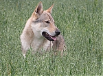 Název souboru=vrhy_i2Cj_22_8_2013_183.jpg
Velikost souboru=154KB
Rozměry=640x480
Datum přidání=17. Září 2013 vrhy_i2Cj_22_8_2013_183.jpg