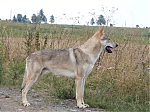 Název souboru=vrhy_i2Cj_22_8_2013_204.jpg
Velikost souboru=162KB
Rozměry=640x480
Datum přidání=17. Září 2013 vrhy_i2Cj_22_8_2013_204.jpg